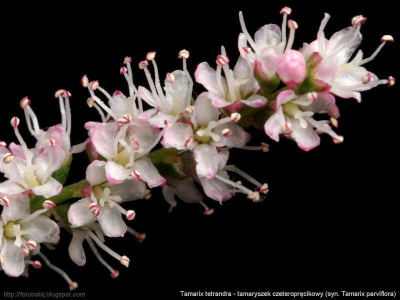 Tamarix tetrandra (syn. Tamarix parviflora) flowers - Tamaryszek czeteropręcikowy kwiaty 