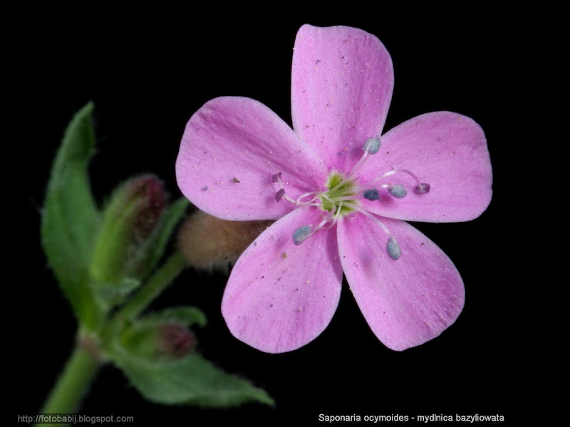 Saponaria ocymoides flower - Mydlnica bazyliowata kwiat