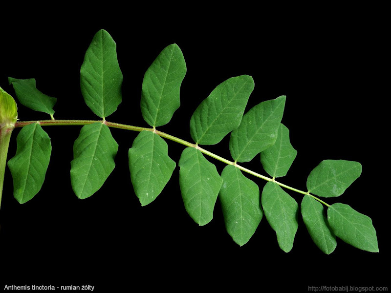 Astragalus glycyphyllos leaf - Traganek szerokolistny liść