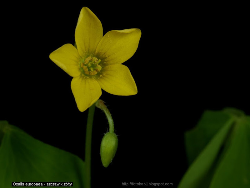 Oxalis europaea flower - Szczawik żółty kwiat 