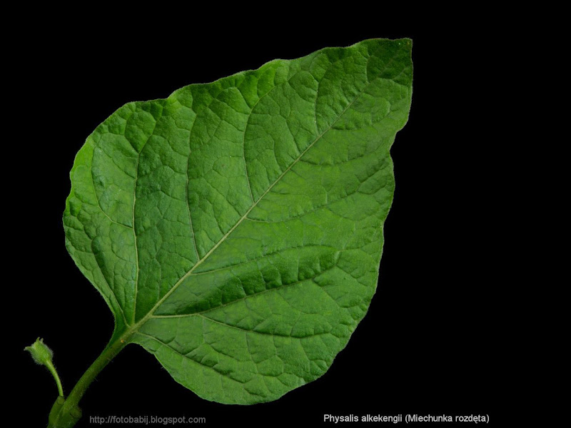 Physalis alkekengi leaf - Miechunka rozdęta liść 
