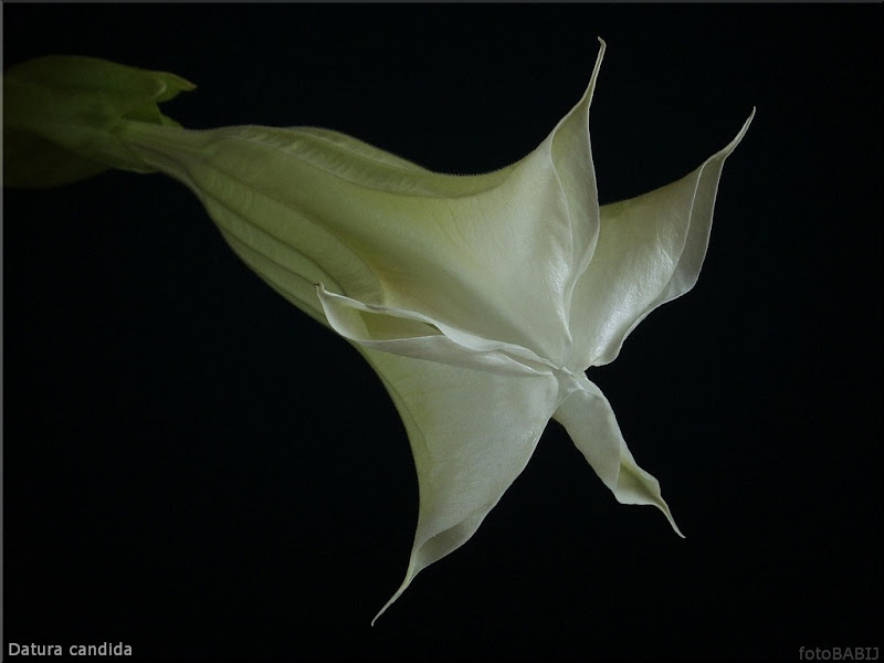 Datura candida flower - Datura biała kwiat