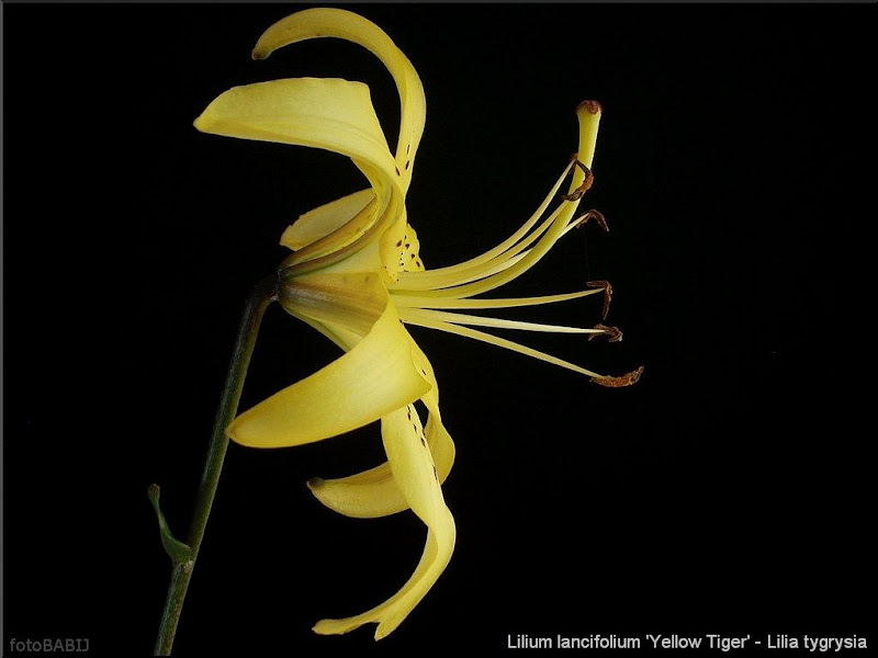 Lilium lancifolium 'Yellow Tiger' - Lilia tygrysia 'Yellow Tiger'