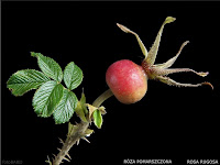 Rosa rugosa fruit - Róża pomarszczona owoc