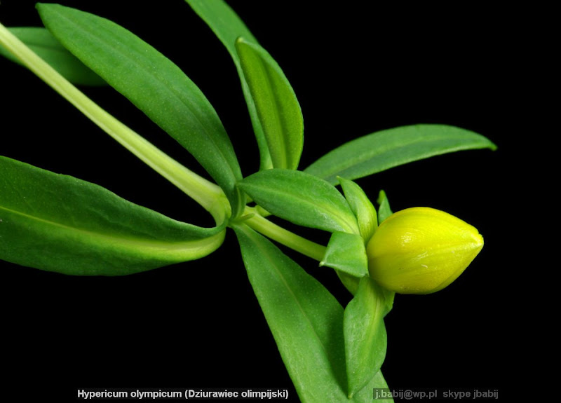 ypericum olympicum habit flower bud- Dziurawiec olimpijski pąk kwiatowy