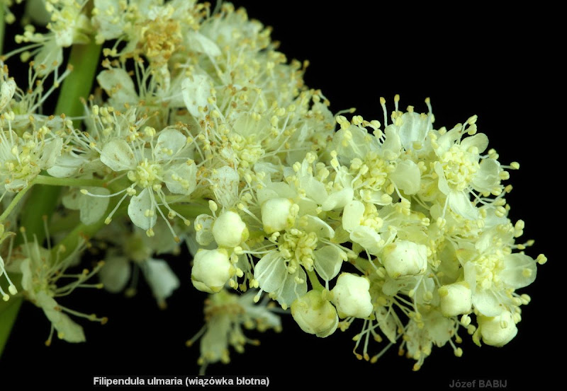 Filipendula ulmaria flowers - Wiązówka błotna kwiaty