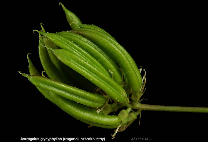 Astragalus glycyphyllos fruits - Traganek szerokolistny owoce