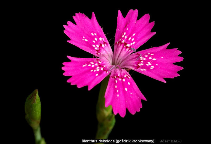 Dianthus deltoides flower - Goździk kropkowany kwiat