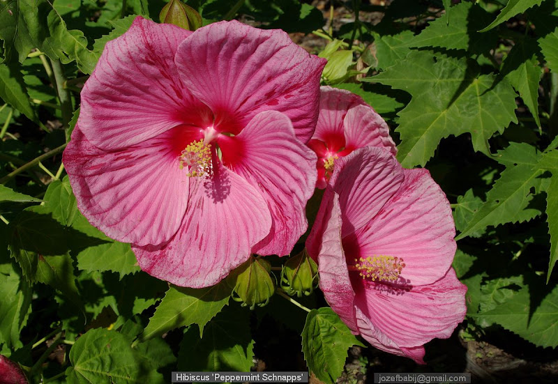 Hibiscus 'Peppermint Schnapps' flowers - Ketmia 'Peppermint Schnapps'  kwiaty