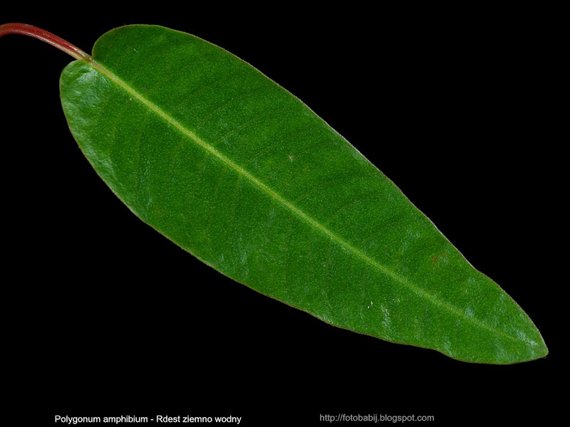 Polygonum amphibium leaf - Rdest ziemno wodny liść