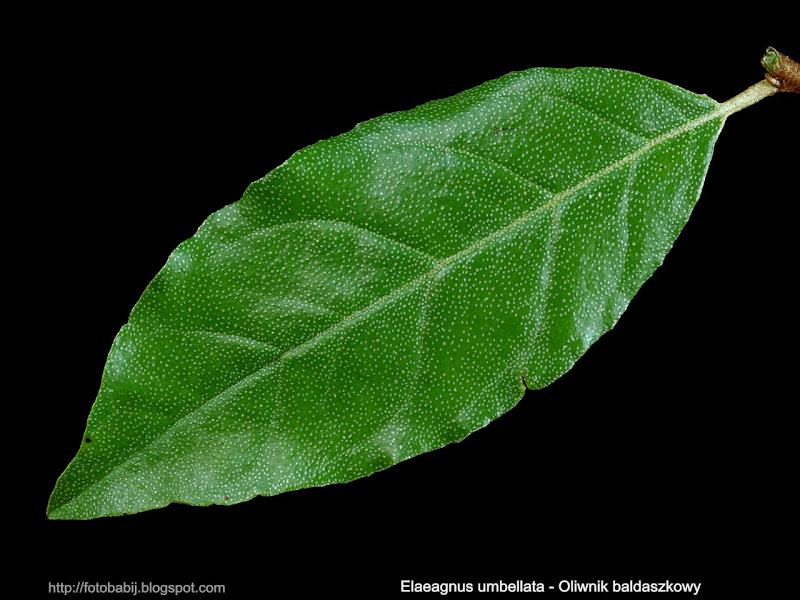 Elaeagnus umbellata leaf - Oliwnik baldaszkowy liść