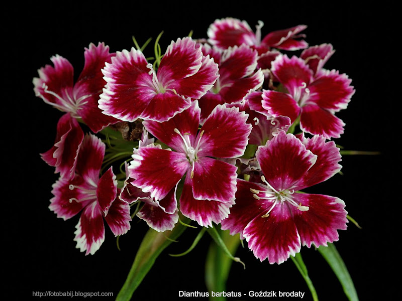 Dianthus barbatus flowers - Goździk brodaty kwiaty