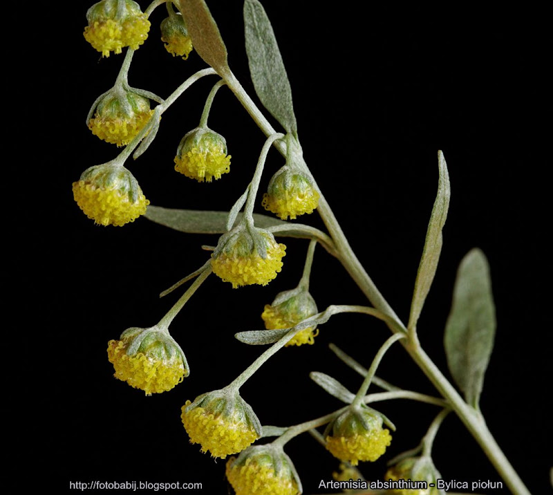 Artemisia absinthium flowers  - Bylica piołun kwiaty