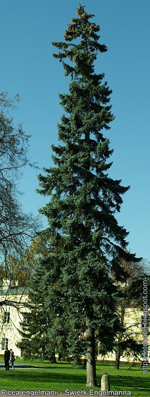 Picea engelmannii - Świerk Engelmanna pokrój