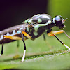 Green soldier fly