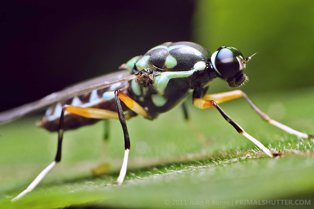 Green soldier fly