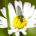 False Blister Beetle
