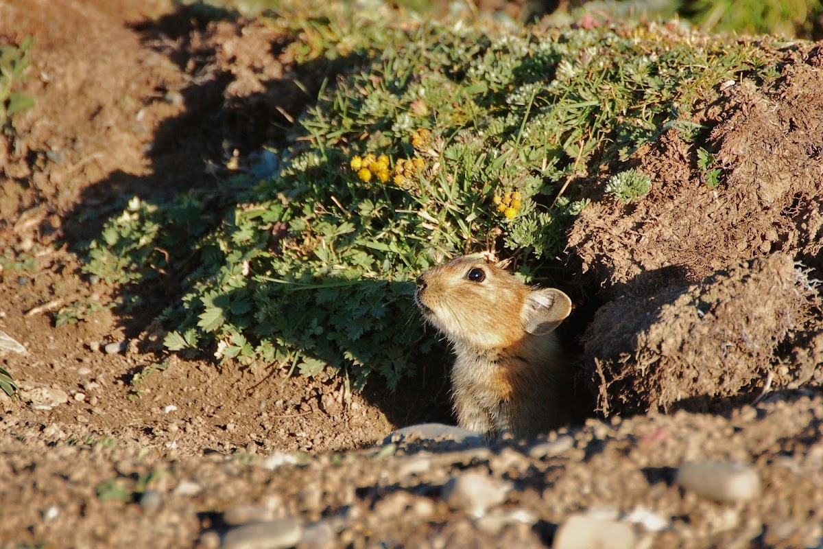 Plateau pika