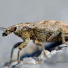 Sluggish Weevil