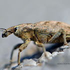 Sluggish Weevil
