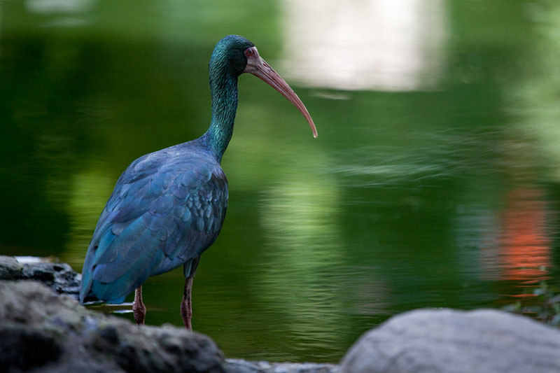 Bare-faced Ibis