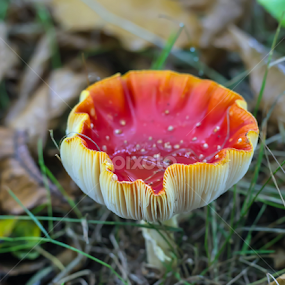 Fly Agaric Opening Up by Adele Price - Nature Up Close Mushrooms & Fungi