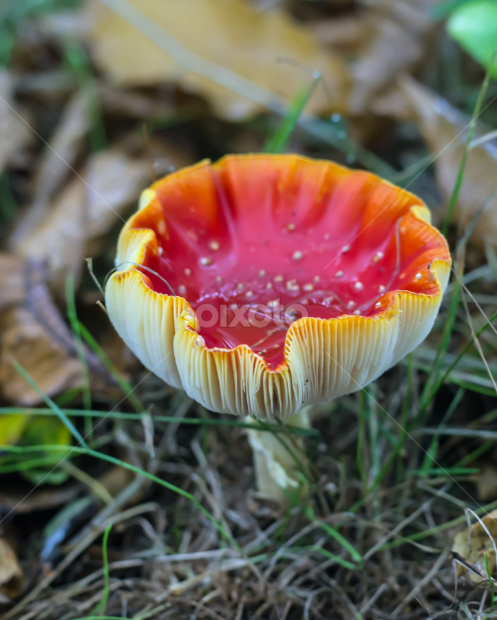 Fly Agaric Opening Up by Adele Price - Nature Up Close Mushrooms & Fungi