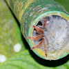 Trinidad chevron tarantula