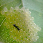 Hemiptera Nymphs Eggs and Egg Parasitoid