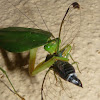Leaf Preying mantis