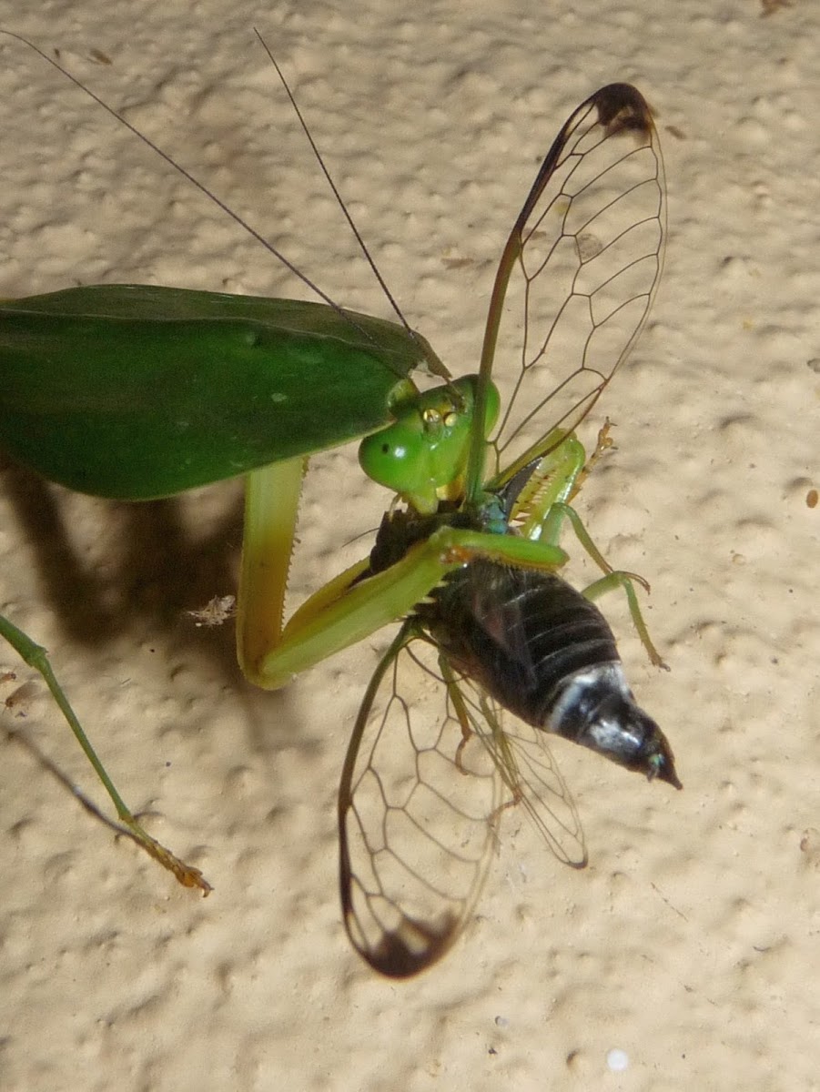 Leaf Preying mantis