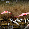 Roseate Spoonbills (and friends)
