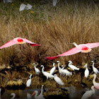 Roseate Spoonbills (and friends)
