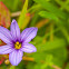 California Blue-Eyed Grass