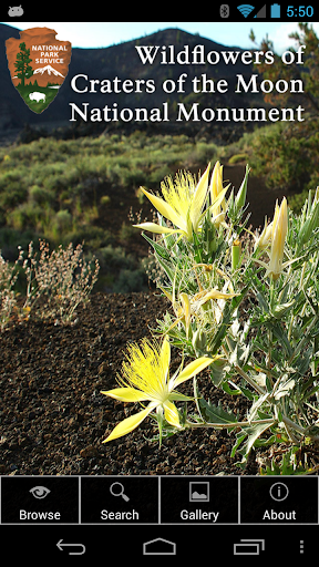 Flowers of Craters of the Moon