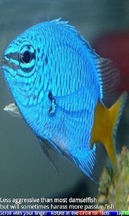 Marine Aquarium Fish 1 FREE - náhled