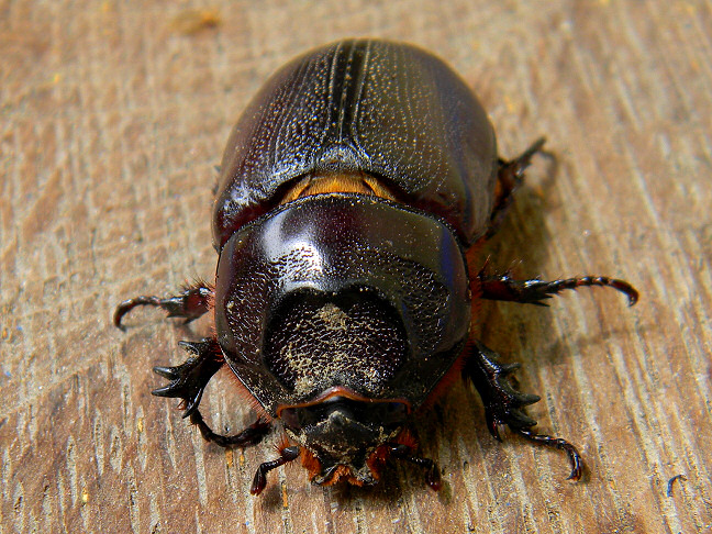 coconut rhinoceros beetle (female)