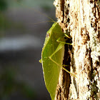 Lesser angel-winged katydid