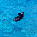 Black triggerfish