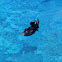 Black triggerfish