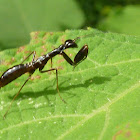 Asian Ant mantis