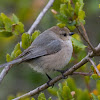 Bushtit