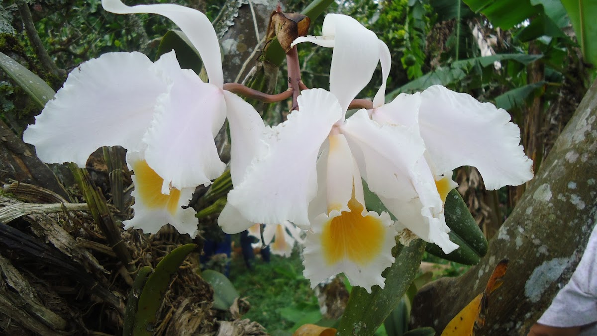 Orquidea