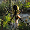 Yellow Garden Spider