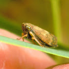 Leaf hopper