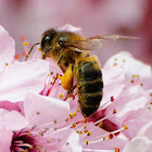 Honey bee, abeja doméstica