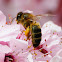 Honey bee, abeja doméstica
