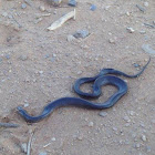 Desert Black Snake