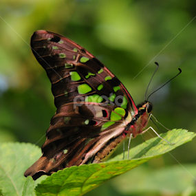 Lovely by Milind Lele - Animals Insects & Spiders