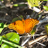 Mexican Fritillary Butterfly